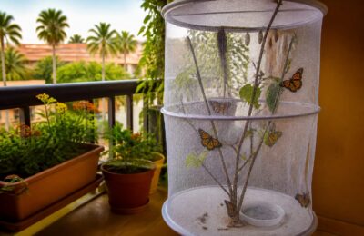 O familie de români din Tenerife a transformat balconul într o maternitate de fluturi monarh