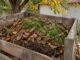 Cum se obține compost din frunze de nuc pentru grădină. Descompunerea poate dura 9-12 luni sau mai mult